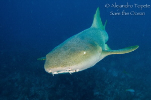 Nurse  shark coming by Alejandro Topete 